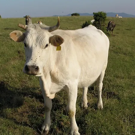 Agriturismo Antico Castagno Montebibico