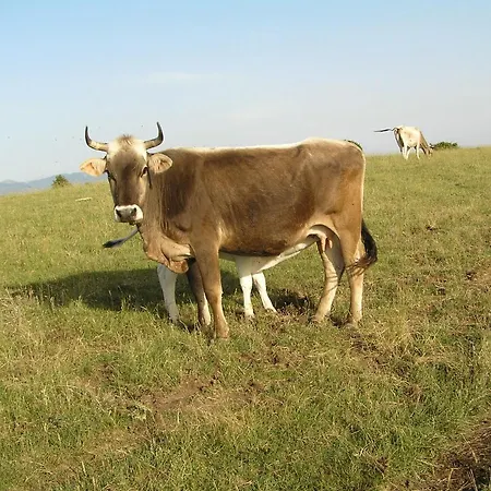 Agriturismo Antico Castagno Farm stay Montebibico