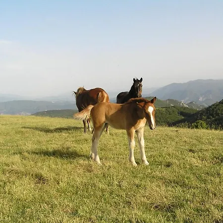 Vakantieboerderij Agriturismo Antico Castagno Montebibico