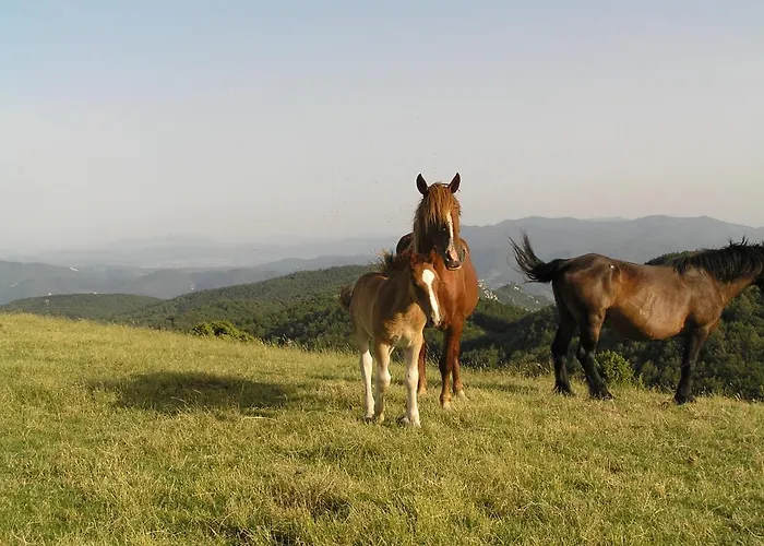 Alloggio per agriturismo Agriturismo Antico Castagno